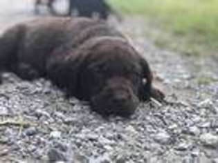 Labrador Retriever Puppy for sale in Arlington, IN, USA