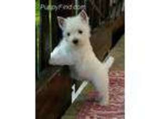 West Highland White Terrier Puppy for sale in Brooklyn, NY, USA