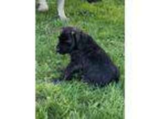 Mastiff Puppy for sale in Sheridan, IL, USA