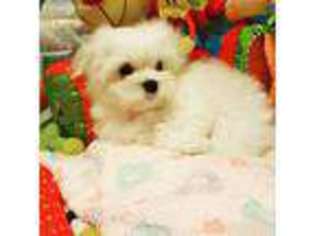 Maltese Puppy for sale in Klamath Falls, OR, USA