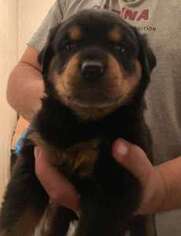 Rottweiler Puppy for sale in Sumter, SC, USA