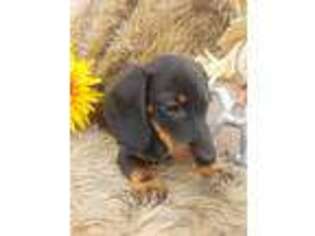 Dachshund Puppy for sale in Ava, MO, USA