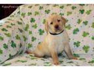 Labrador Retriever Puppy for sale in Somerdale, OH, USA