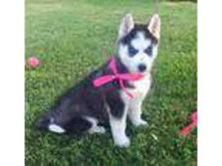 Siberian Husky Puppy for sale in Berlin, OH, USA