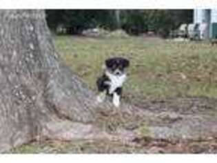 Australian Shepherd Puppy for sale in Ramseur, NC, USA