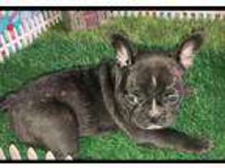 French Bulldog Puppy for sale in Kathleen, FL, USA