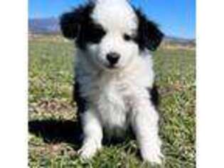 Miniature Australian Shepherd Puppy for sale in Bly, OR, USA