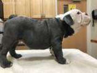 Bulldog Puppy for sale in Arvada, CO, USA