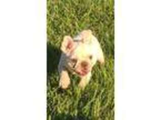 French Bulldog Puppy for sale in Laurel, MS, USA