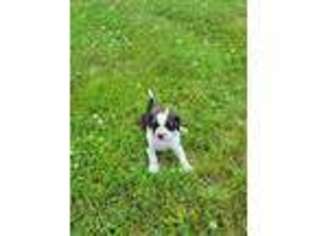 Mutt Puppy for sale in Coshocton, OH, USA
