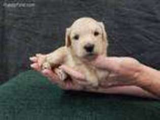 Goldendoodle Puppy for sale in Orange, TX, USA