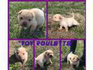 Mutt Puppy for sale in Bracey, VA, USA