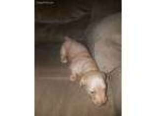 Dachshund Puppy for sale in Eubank, KY, USA