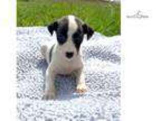 Whippet Puppy for sale in Fort Worth, TX, USA