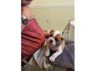 Olde English Bulldogge Puppy for sale in Leesburg, GA, USA
