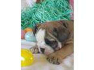 Bulldog Puppy for sale in Charles City, IA, USA
