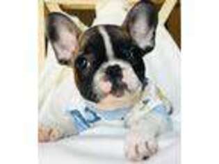 French Bulldog Puppy for sale in Schriever, LA, USA