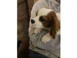 Cavalier King Charles Spaniel Puppy for sale in Crowell, TX, USA