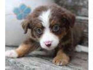 Miniature Australian Shepherd Puppy for sale in Wentworth, MO, USA