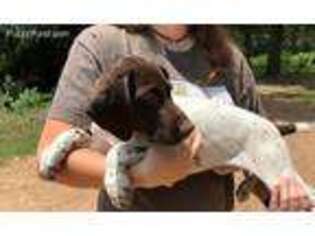 German Shorthaired Pointer Puppy for sale in Bastrop, TX, USA