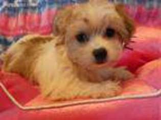 Maltese Puppy for sale in Bloomfield Hills, MI, USA