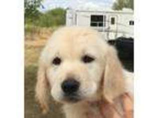 Golden Retriever Puppy for sale in Garland, TX, USA