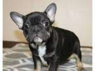 French Bulldog Puppy for sale in Whiteville, TN, USA