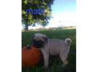 Pug Puppy for sale in Fortuna, MO, USA