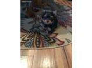 Yorkshire Terrier Puppy for sale in Shawnee, OK, USA