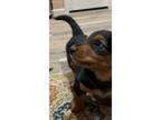Dachshund Puppy for sale in Comstock, TX, USA