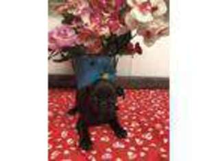 Pug Puppy for sale in Lampe, MO, USA