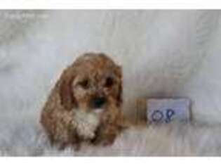 Cavapoo Puppy for sale in Clifton, KS, USA