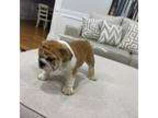 Bulldog Puppy for sale in Newark, NJ, USA
