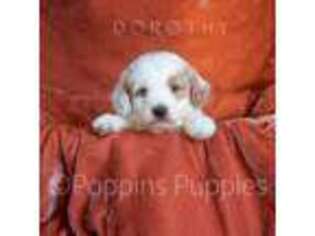 Goldendoodle Puppy for sale in Alpine, UT, USA