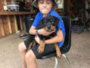 Rottweiler Puppy for sale in Mount Crawford, VA, USA