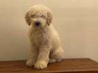 Goldendoodle Puppy for sale in Atlanta, GA, USA