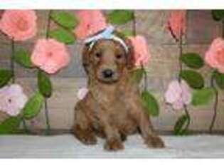 Goldendoodle Puppy for sale in Bremen, IN, USA