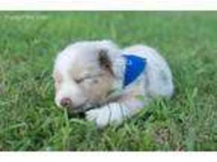 Australian Shepherd Puppy for sale in Muldrow, OK, USA
