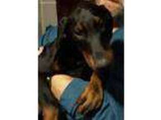 Doberman Pinscher Puppy for sale in Granby, MO, USA