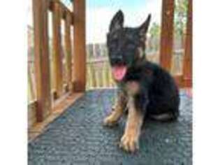 German Shepherd Dog Puppy for sale in Graniteville, SC, USA