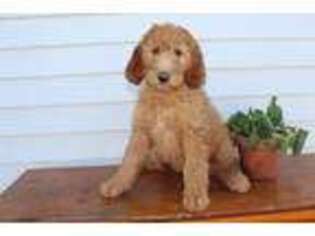 Goldendoodle Puppy for sale in Rochester, IN, USA