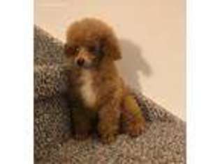 Mutt Puppy for sale in New City, NY, USA