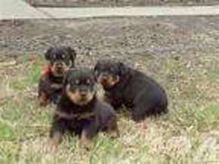 Rottweiler Puppy for sale in MEMPHIS, TN, USA