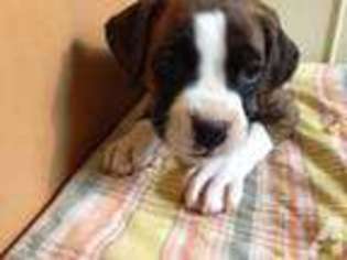 Boxer Puppy for sale in MIAMI, FL, USA