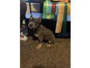 Mutt Puppy for sale in Bridgeport, MI, USA