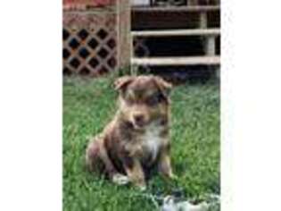 Anatolian Shepherd Puppy for sale in Karval, CO, USA