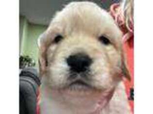 Golden Retriever Puppy for sale in Leominster, MA, USA