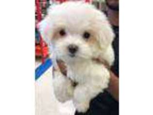 Maltese Puppy for sale in Rochester, NY, USA