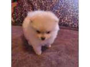Pomeranian Puppy for sale in Lebanon, IN, USA
