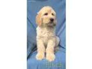 Goldendoodle Puppy for sale in Fowlerville, MI, USA